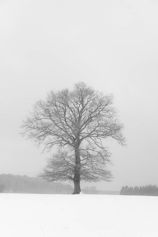 Lonely tree(s)